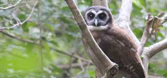 brown-owl