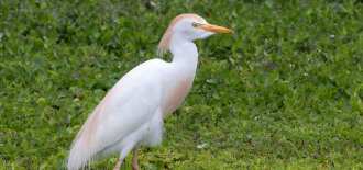 cattle-egret