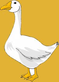 Geese