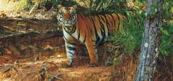 satkosia-tiger-reserver