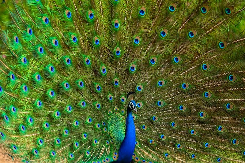 Indian symbols, Indian National Bird – Peacock, Indian National Flower -  Lotus, Indian National Animal – Tiger, Indian flag - tricolour