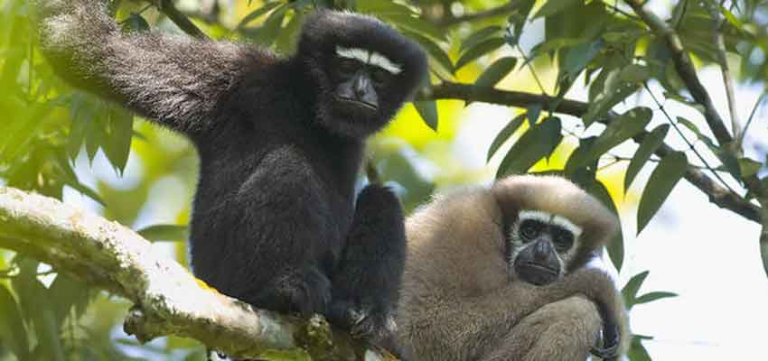 Selbagre Hoolock Gibbon Reserve