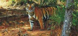 Palamau Tiger Reserve