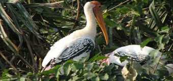 kanwar-bird-sanctuary