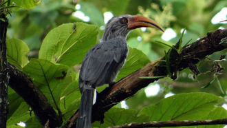 Karnala Bird Sanctuary  