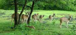 kotagarh-wildlife-sanctuary