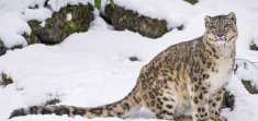 leopard-snow