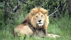 Silvassa vasona lion safari