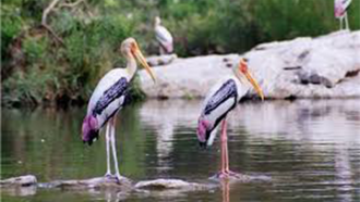 Nandurmadhmeshwar Bird Sanctuary 