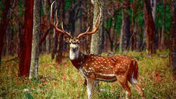 pench-national park