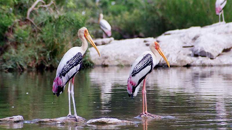 Oussudu Bird Sanctuary
