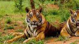 sariska-tiger