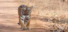 Periyar Tiger Reserve