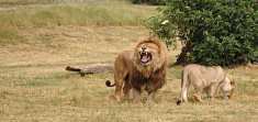 Lion Safari Park